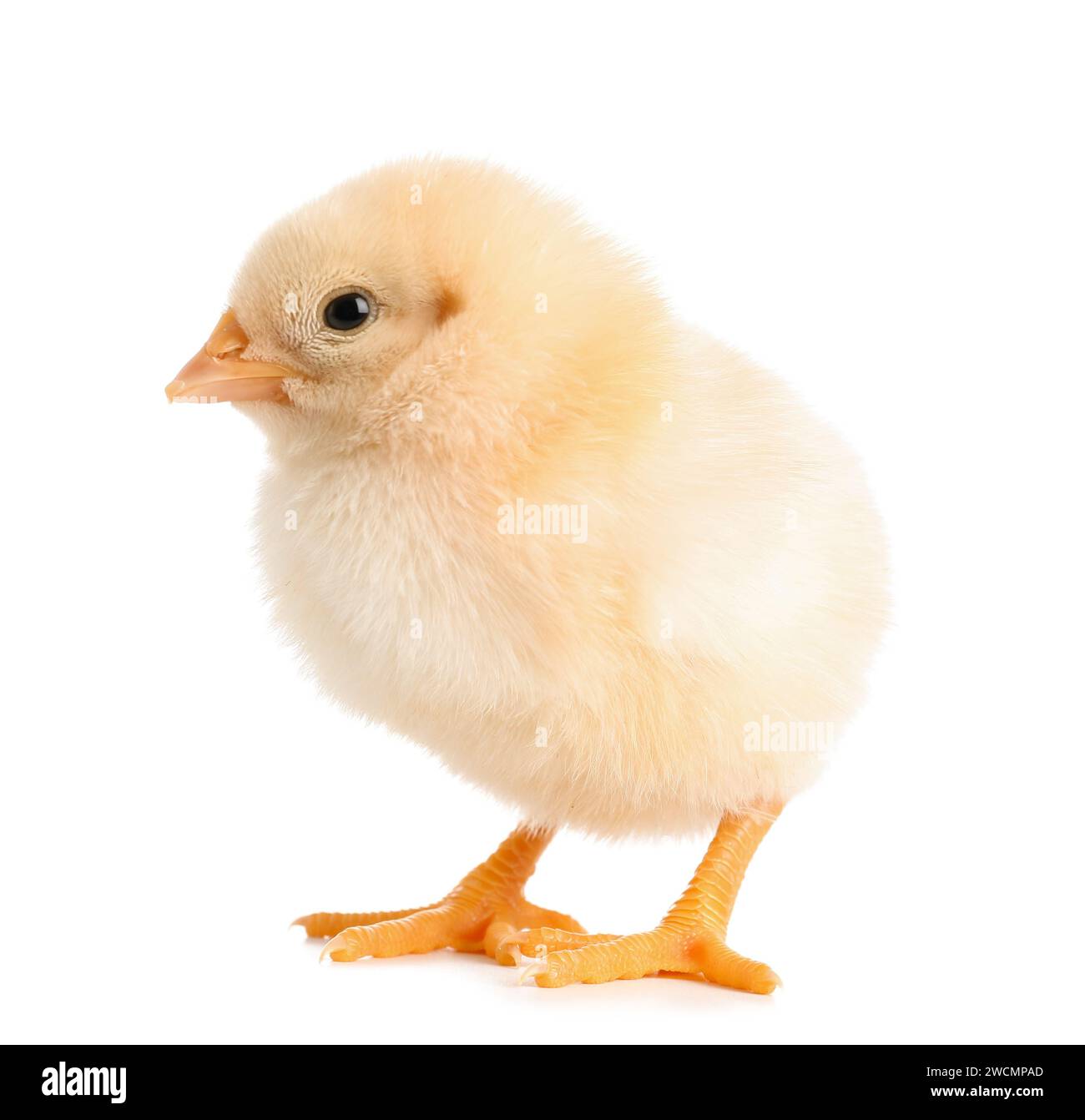Cute little chick on white background Stock Photo - Alamy