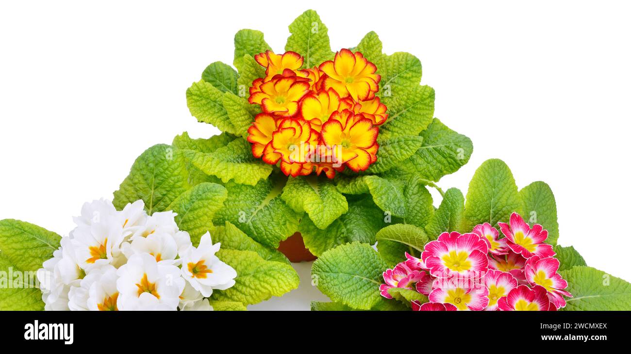 Multicolor primroses isolated on white background. Wide photo. Stock Photo