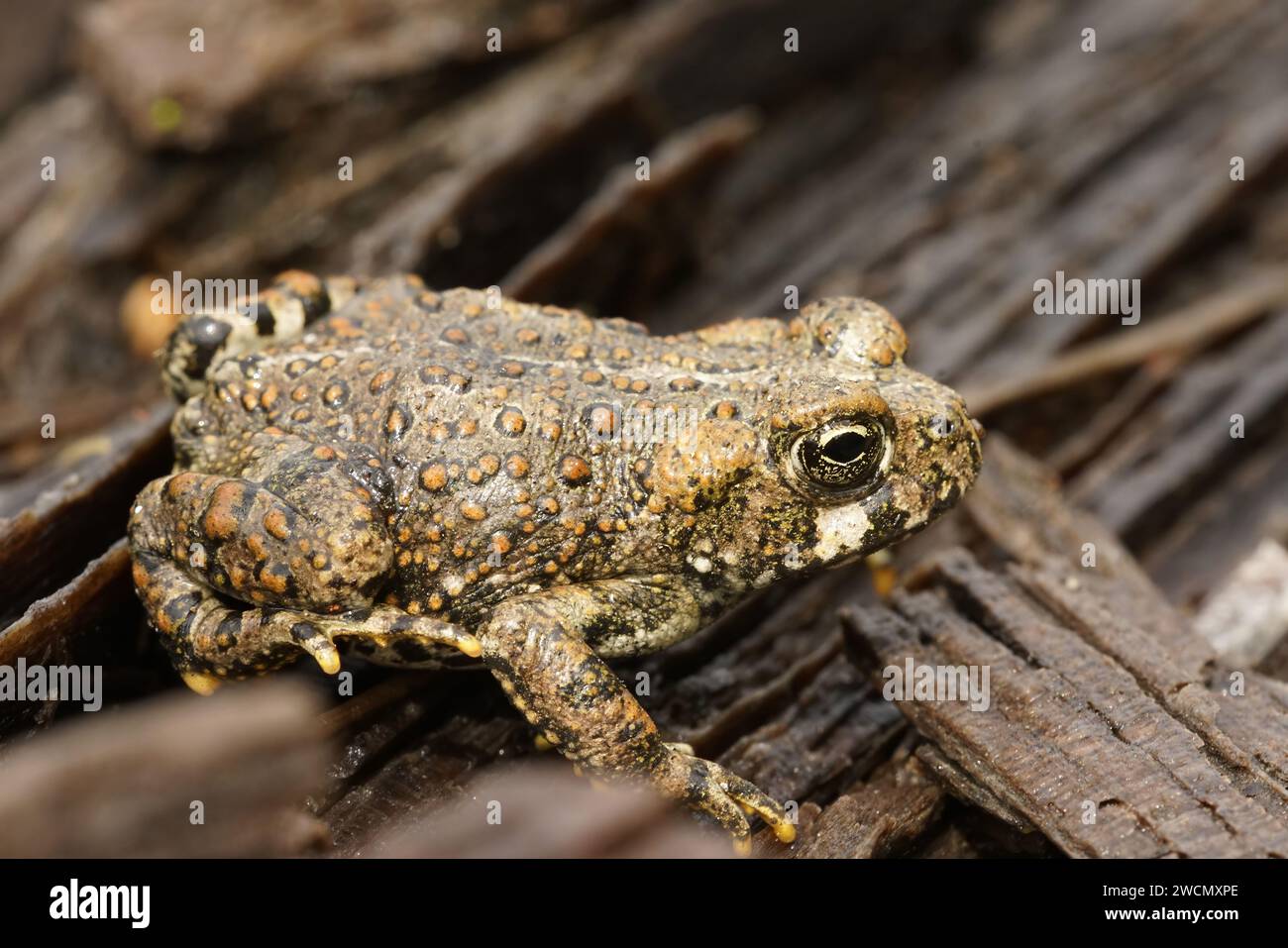 Natural close up on a juvenile Western toad, Anaxyrus boreas, sitting on the forest floor Stock Photo