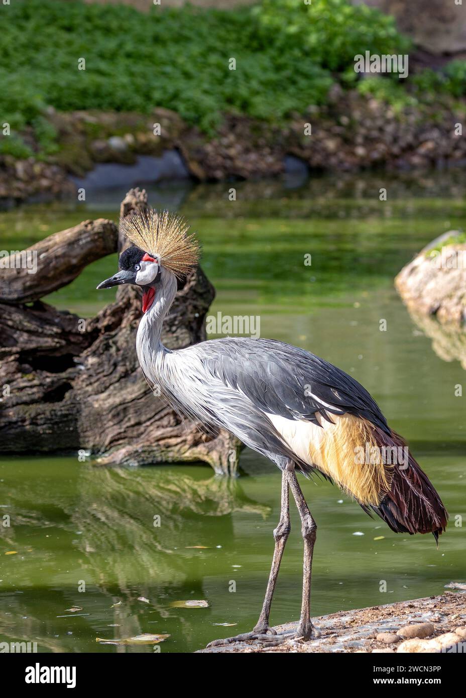 In the heart of Uganda, the majestic Grey Crowned Crane (Balearica ...