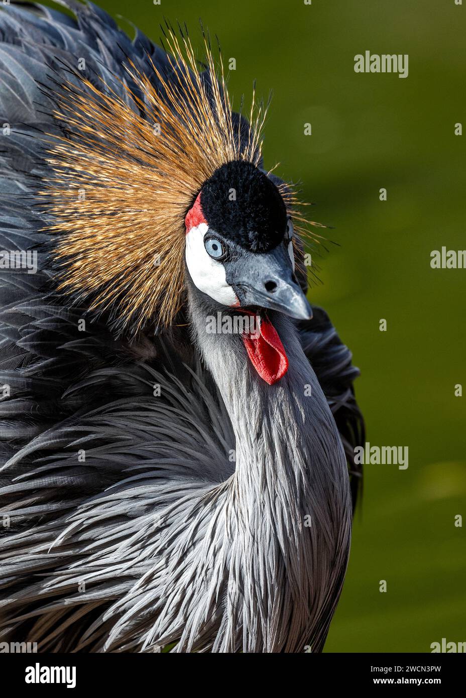 In the heart of Uganda, the majestic Grey Crowned Crane (Balearica ...