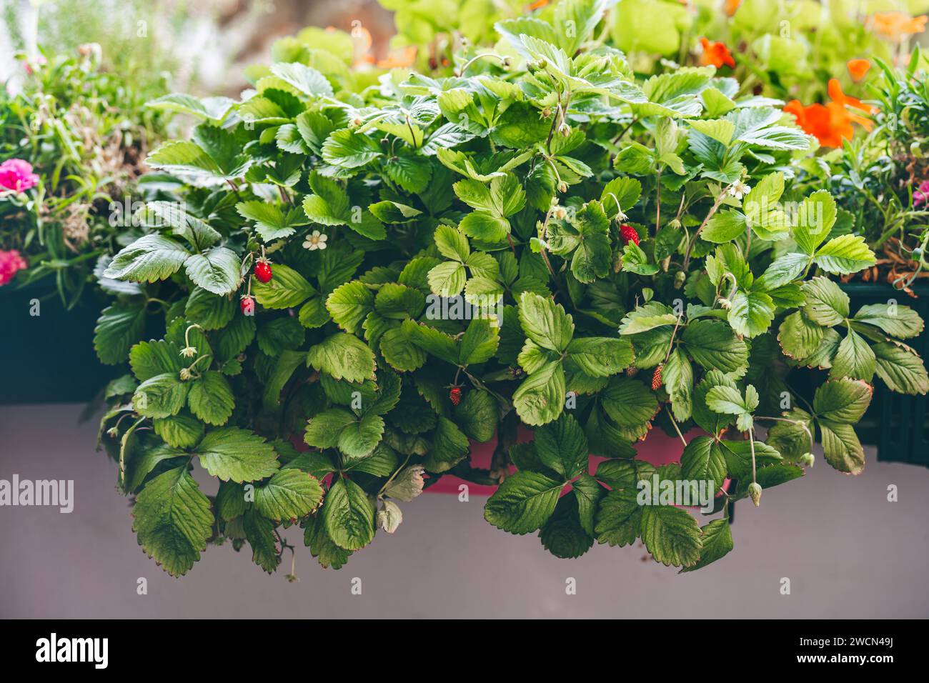 Strawberry is growing in balcony garden Stock Photo - Alamy