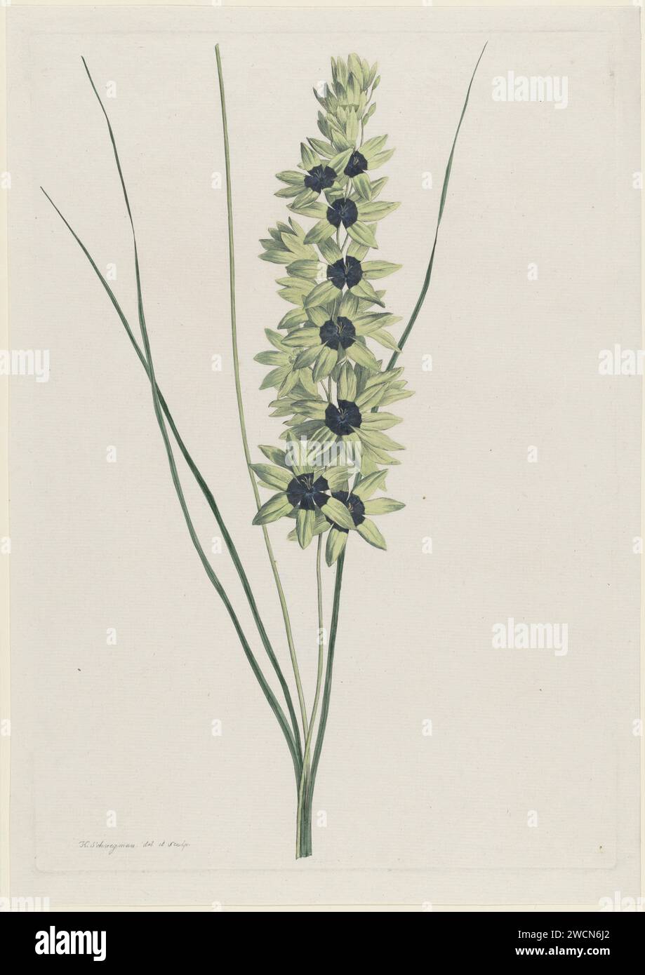Africaanse I iri (Ixia Maculata Viridis), Hendrik Schwegman, print  Haarlem paper etching / engraving flowers Stock Photo