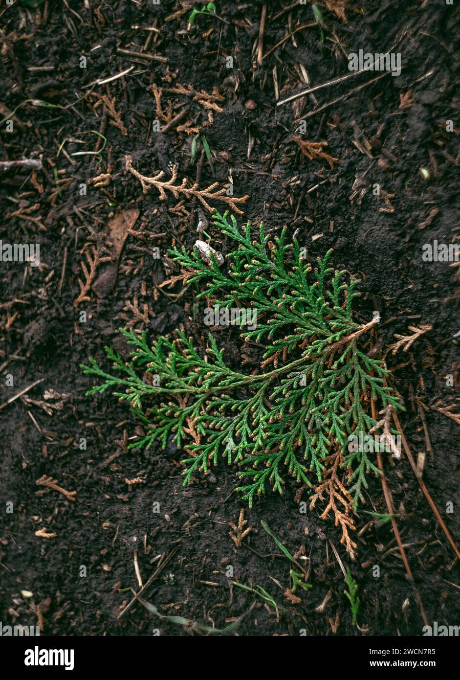 green grass texture, background, cypress branches, cypress leaves Stock Photo