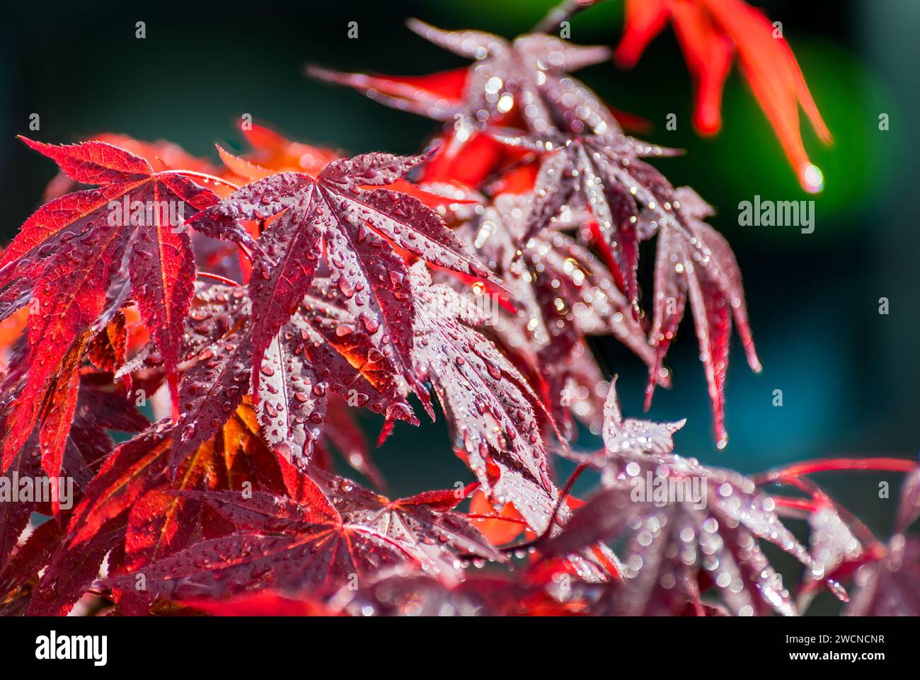 Japanese maple acer palmatum momiji hi-res stock photography and images ...