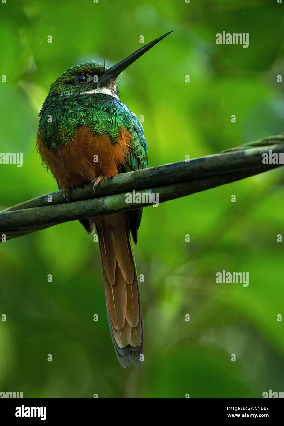 The rufous-tailed jacamar (Galbula ruficauda) is a near-passerine bird which breeds in the tropical New World in southern Mexico, Central America and Stock Photo