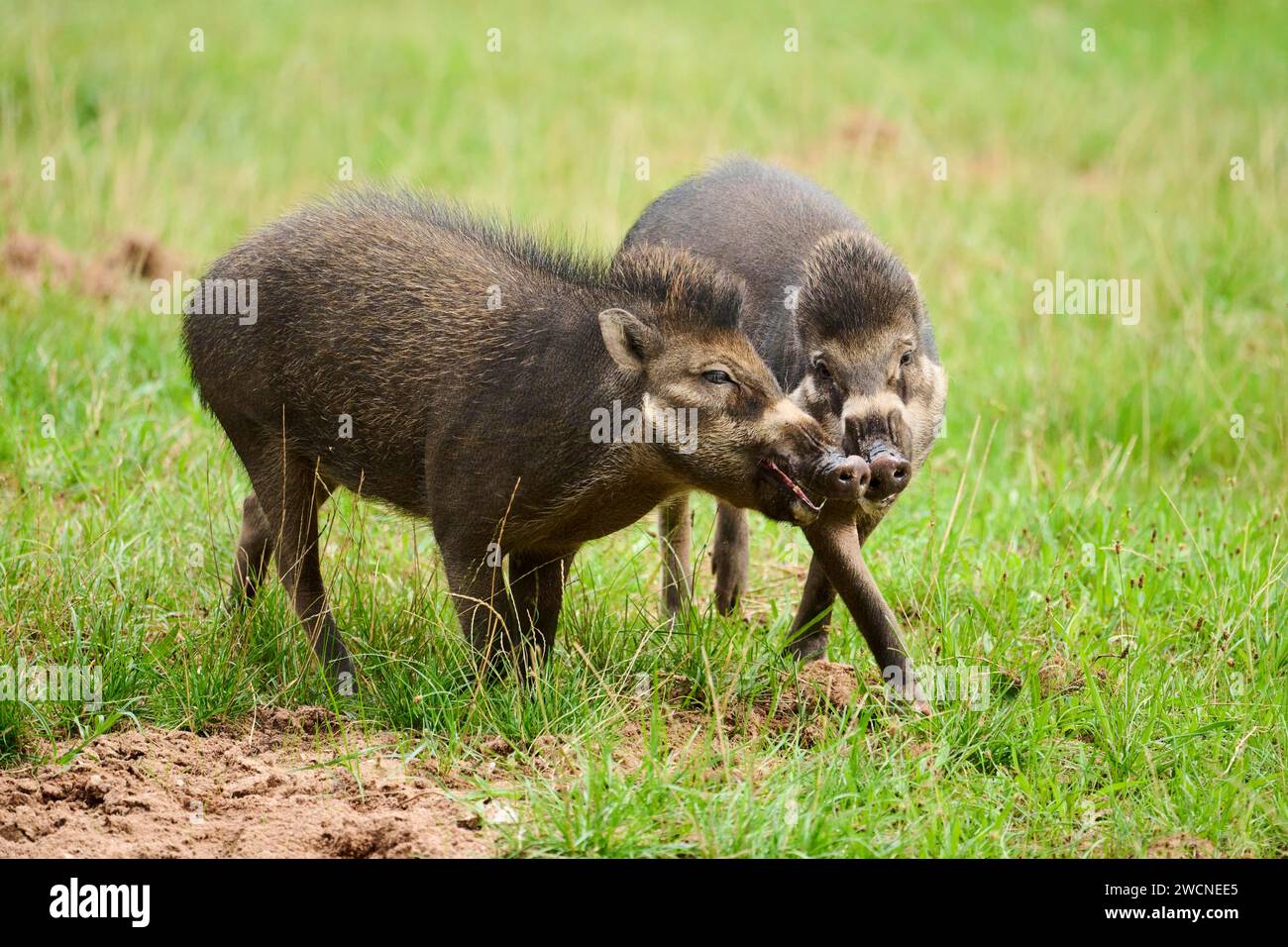 Nigrin hi-res stock photography and images - Alamy