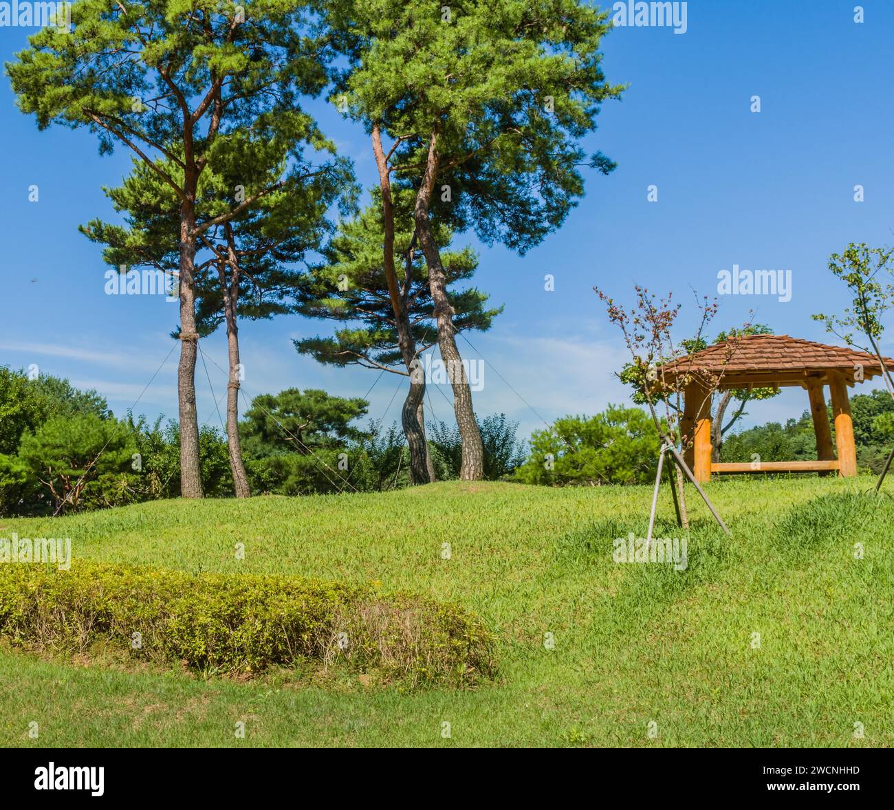 Wooden gazebo with tiled roof in public park next to tall trees under a ...