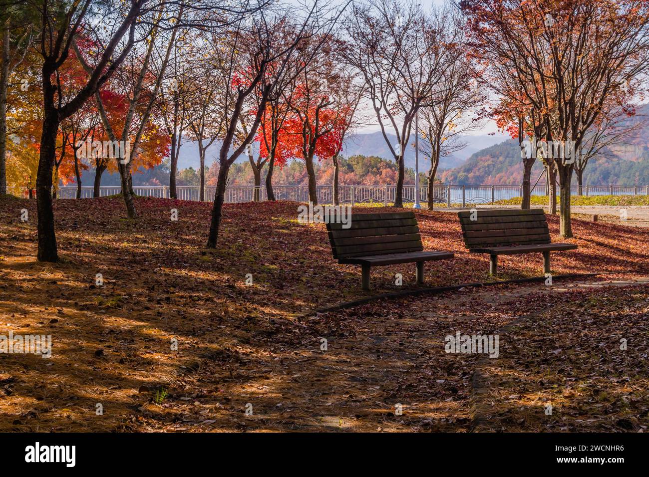 Two wooden park benches next to leaf covered walking trail on autumn day with lake and trees in beautiful fall colors in background Stock Photo
