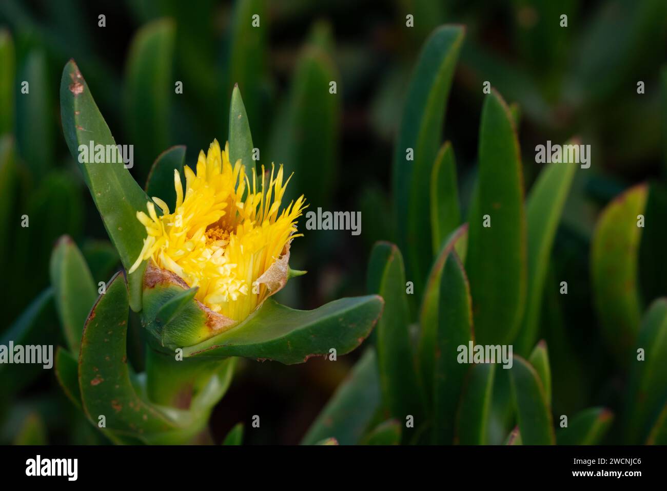 Paesaggi naturali hi-res stock photography and images - Alamy
