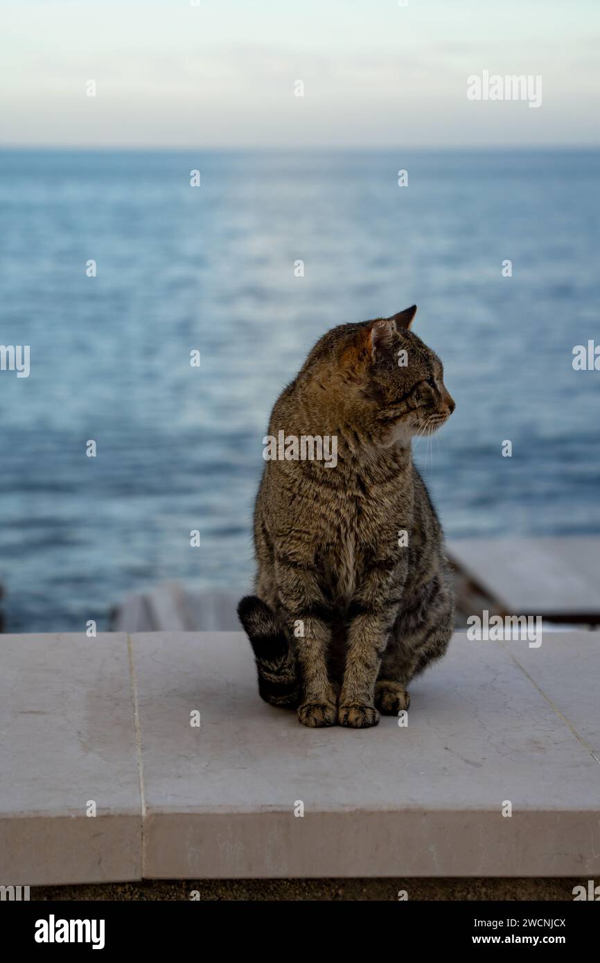 Gatto hi-res stock photography and images - Alamy
