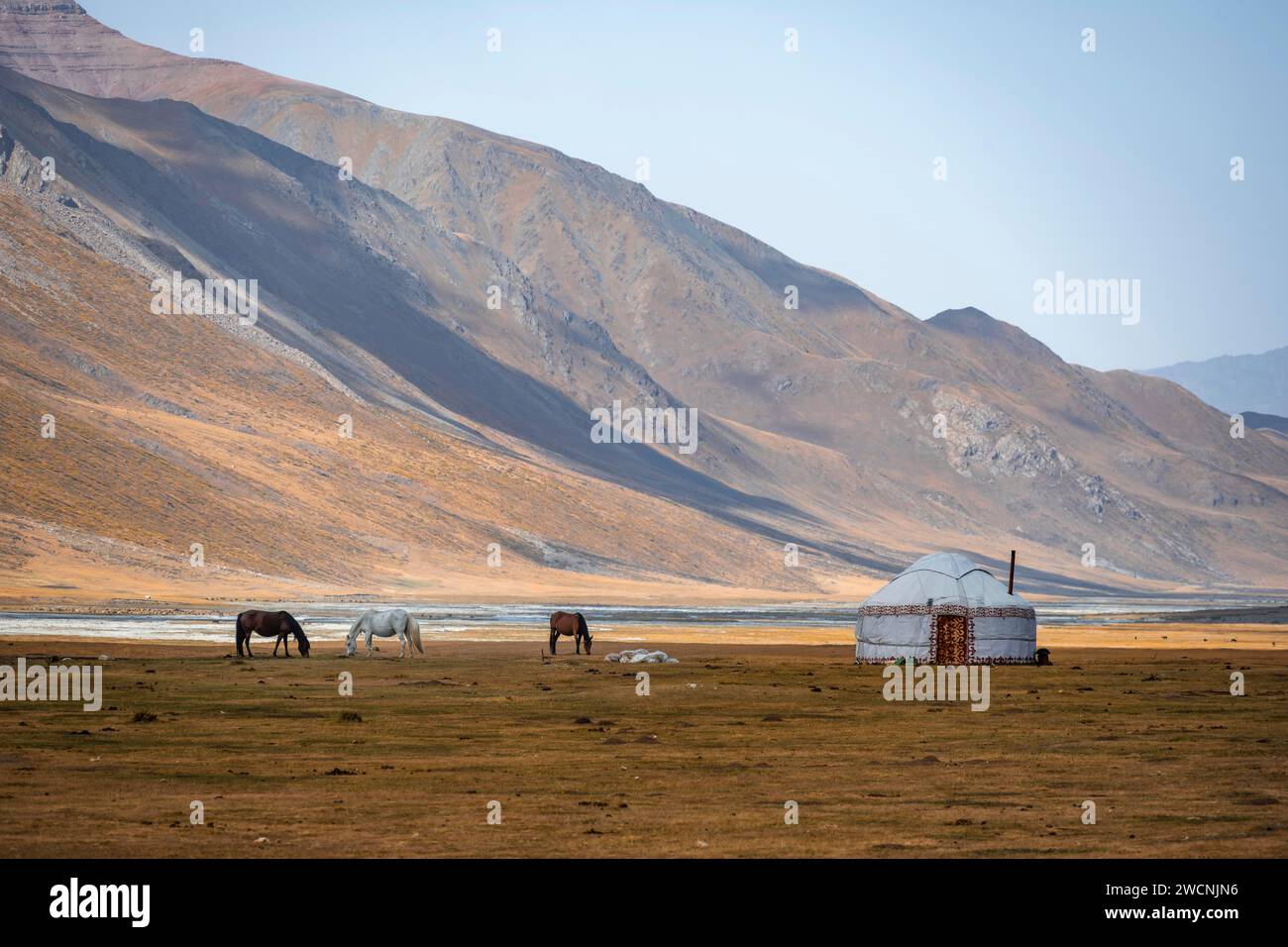 Horses at a traditional Kyrgyz yurt between golden meadows, Burkhan Valley, Terskey Ala-Too, Tien Shan, Issyk Kul Province, Kyrgyzstan Stock Photo
