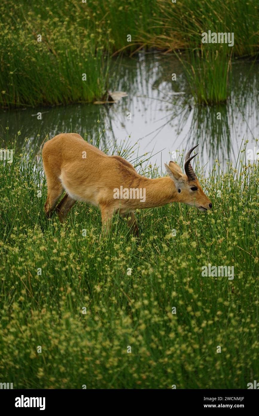 reedbuck in wetland, grass, water, tiny flowers, portrait format Stock ...