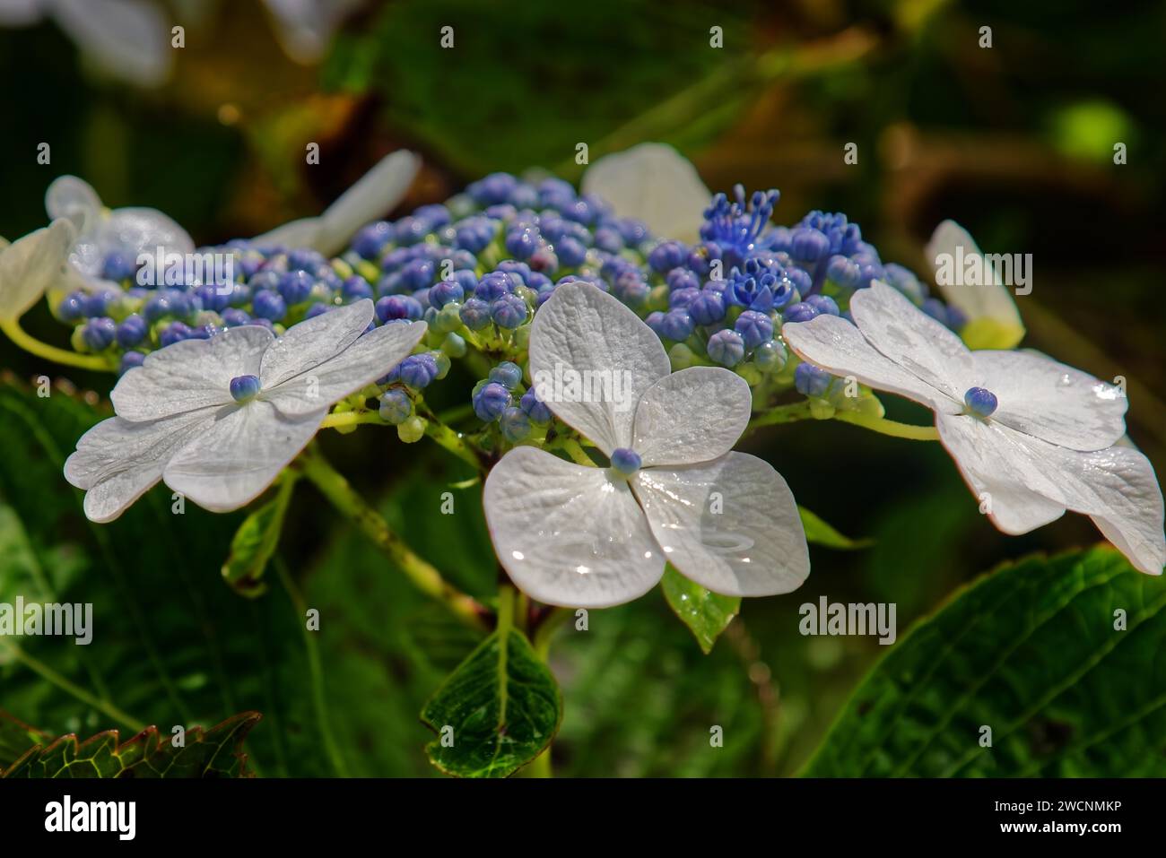 Close-up of Hydrangea Mariesii Perfecta (Hydrangea macrophyllavon) with white flowers with blue pollen and dewdrops, Caldeira das Sete Cidades, Sete Stock Photo
