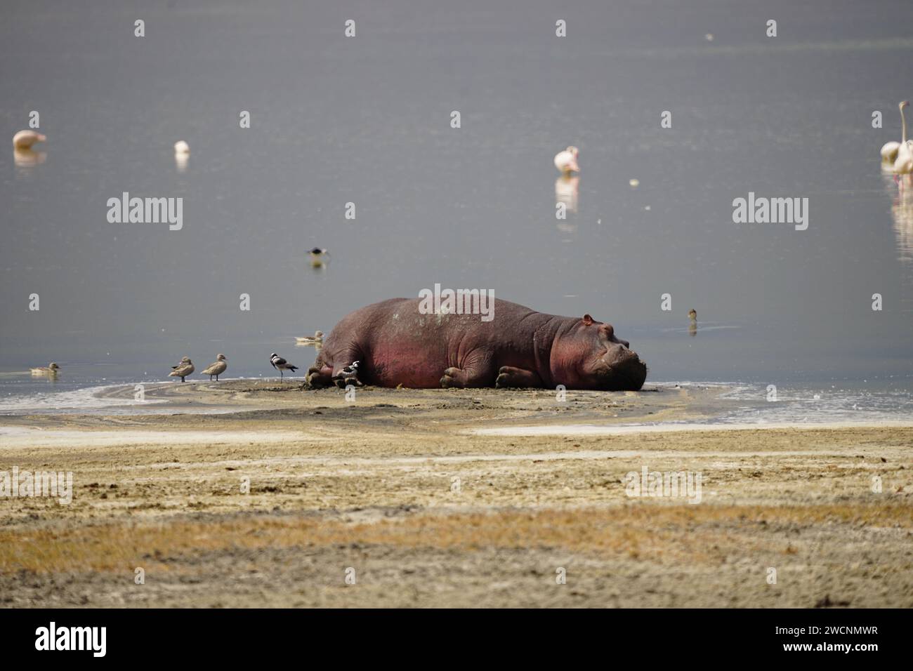 hippo resting on shore, grass, lake, birds Stock Photo