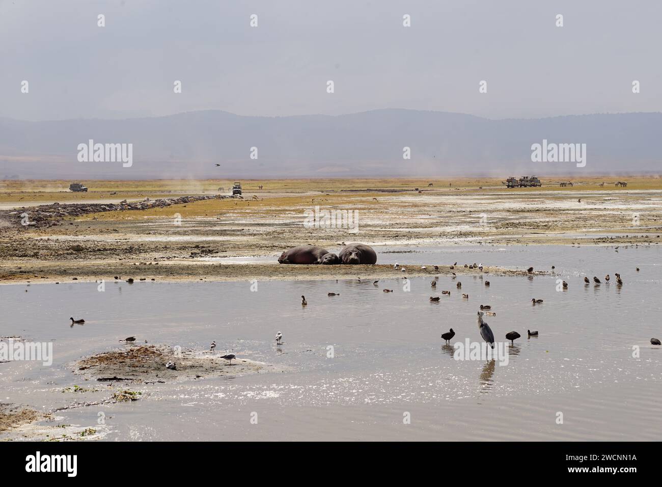 hippo family resting on shore, crane, coots, jeeps in far Stock Photo