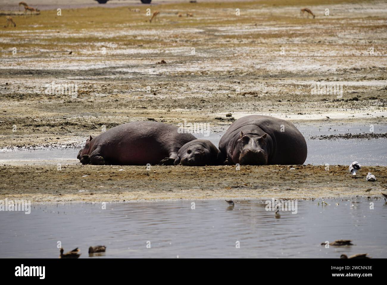hippo family resting on shore Stock Photo
