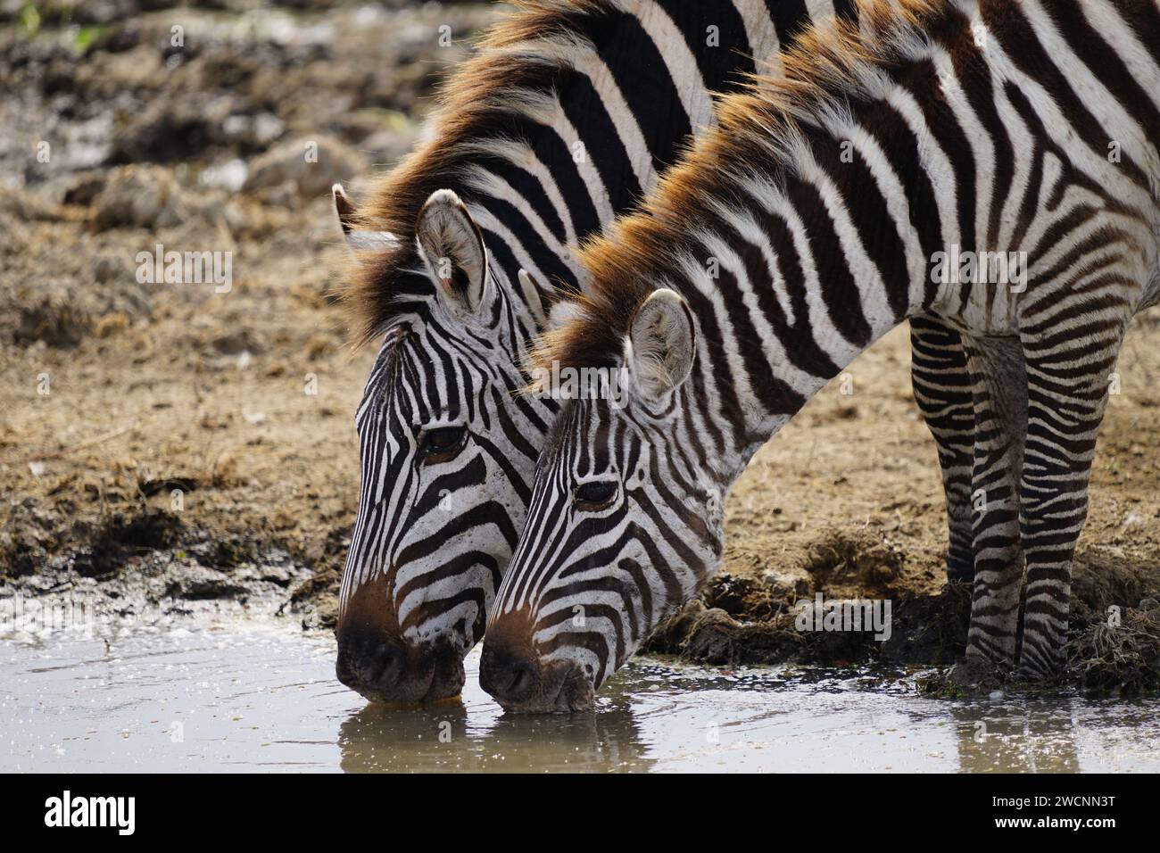 two zebras drinking, pond, face, fore body Stock Photo