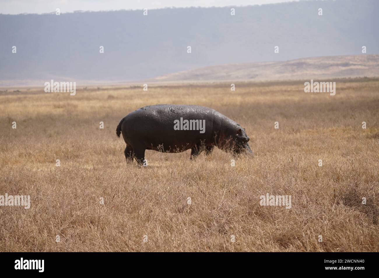 hippo on grassland, full body, side view Stock Photo