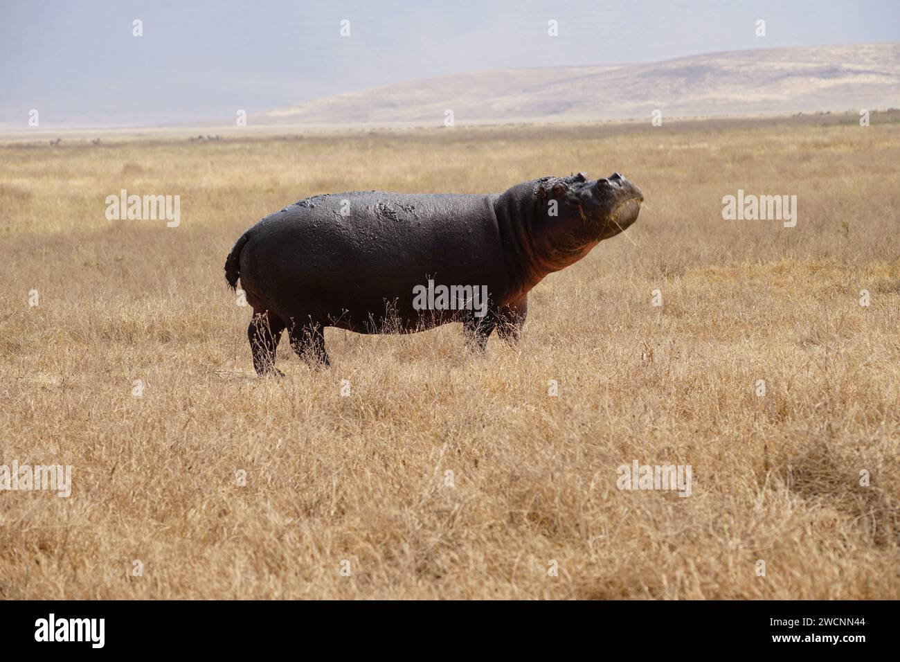 hippo on grass, full body, side, face, nose up Stock Photo
