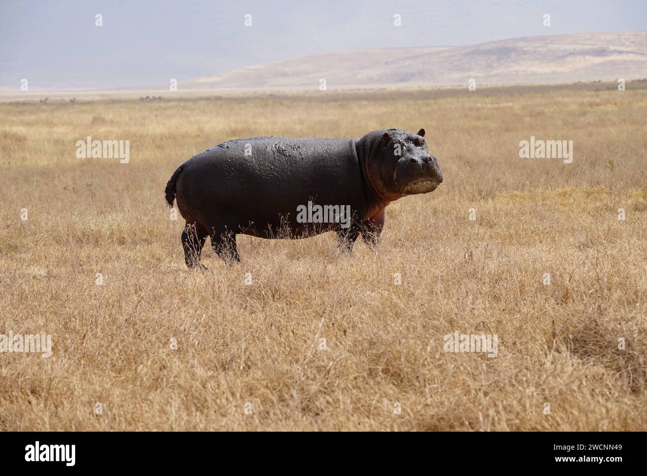 hippo on grass, full body, side, face, looking Stock Photo