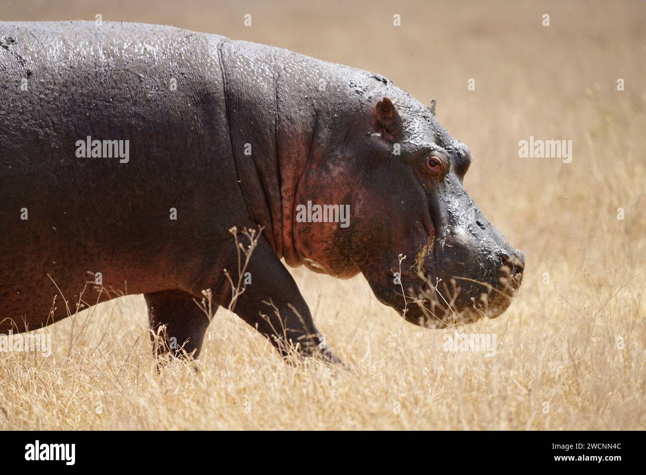 hippo on grass, walking, half body, side, close Stock Photo