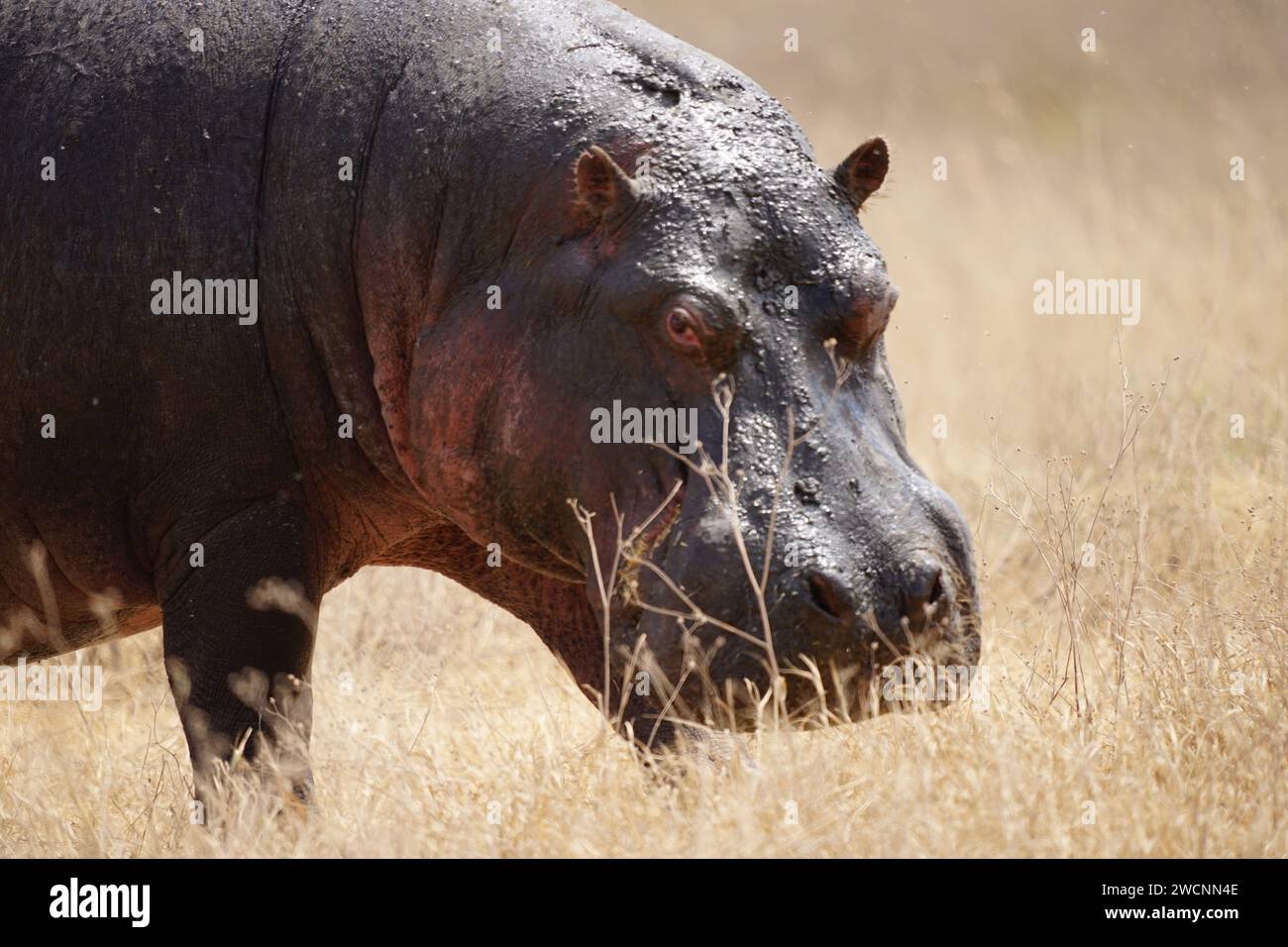 hippo on grass, face, close up Stock Photo
