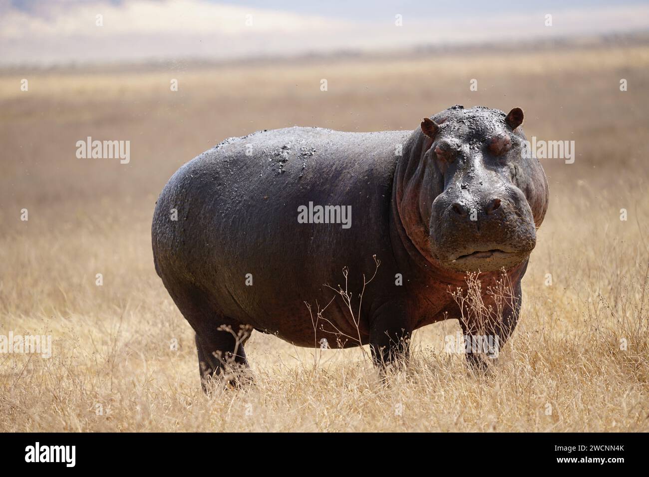 hippo on grass, full body, face, side, front Stock Photo