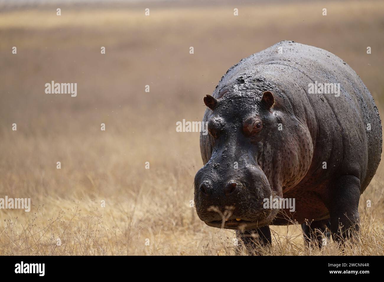 hippo on grass, front Stock Photo