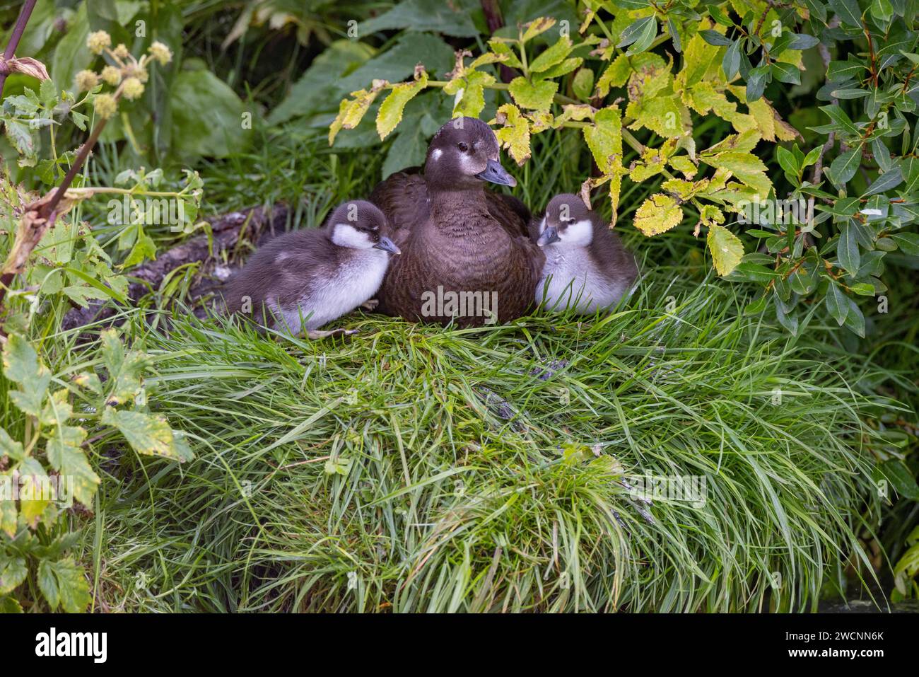 Harlequin duck (Histrionicus histrionicus), female, with young, in the grass, Laxa River, Lake Myvatn, Iceland Stock Photo