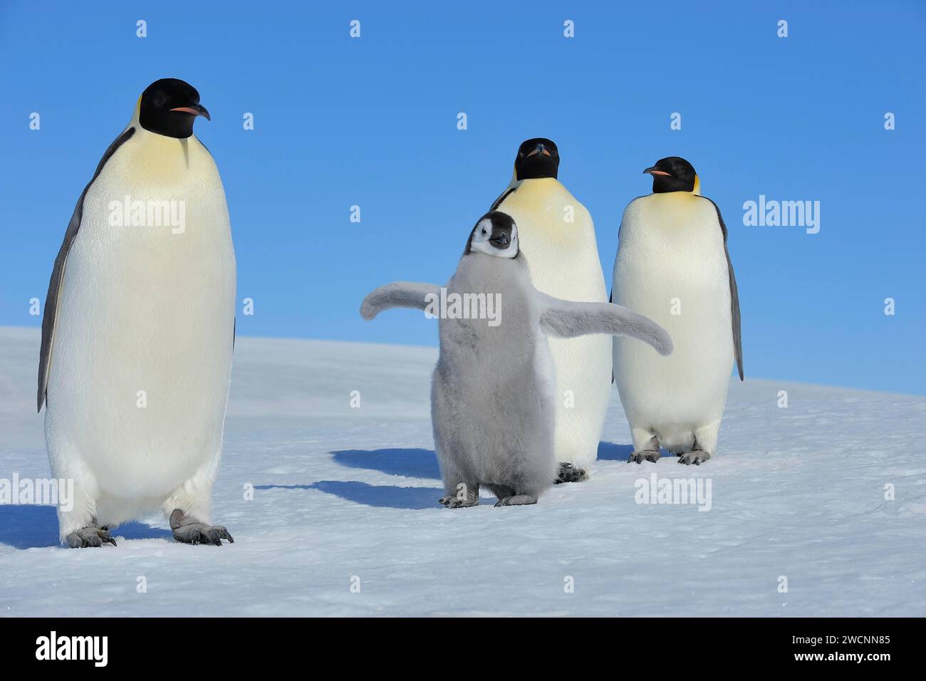 Emperor penguins, Aptenodytes forsteri, Pair with Chicks, Snow Hill Island, Antartic Peninsula, Antarctica Stock Photo