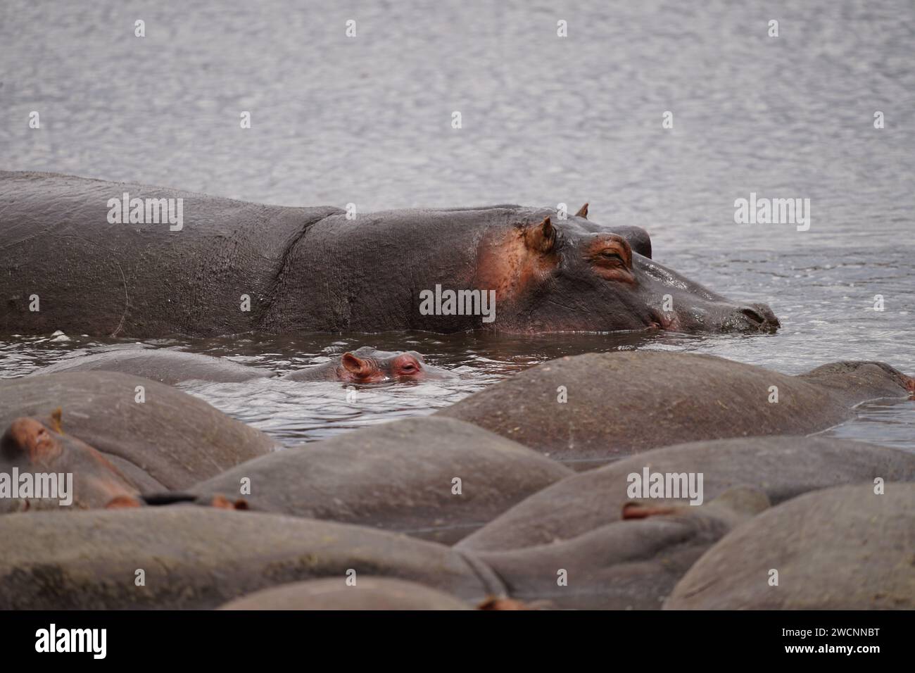 hippos in pond, mother and offspring focus Stock Photo