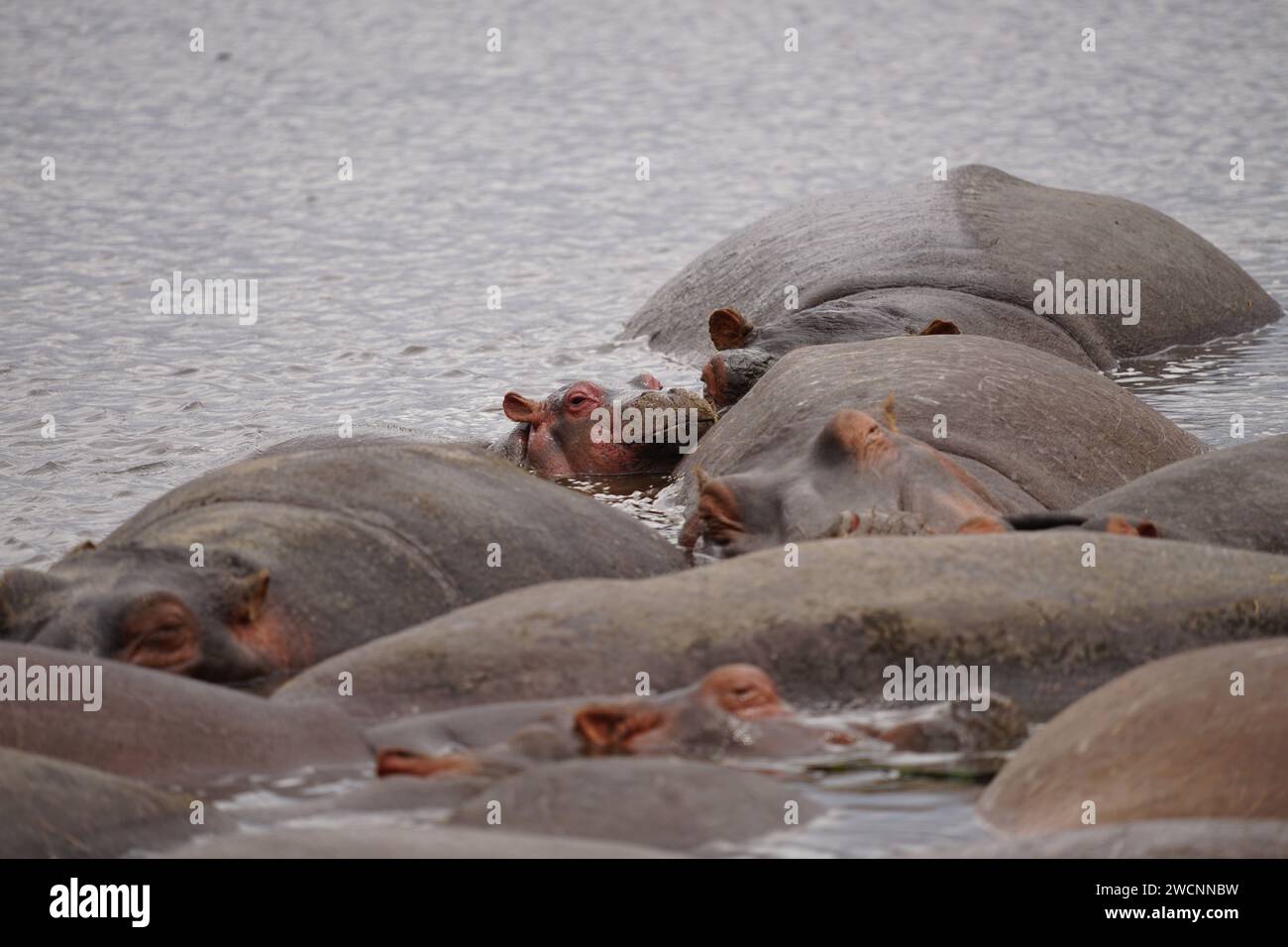 hippos in pond, baby hippo face Stock Photo