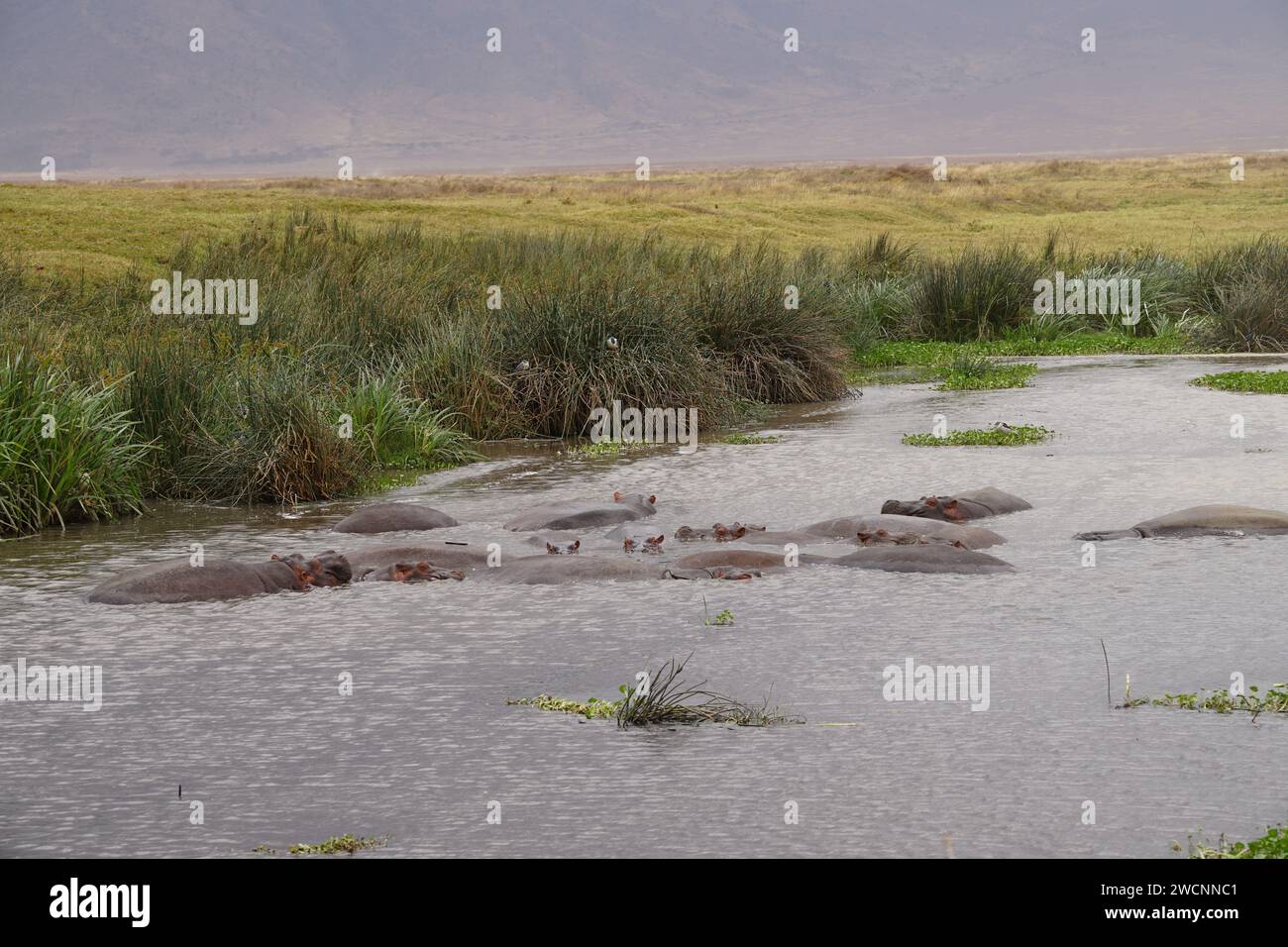 herd of hippos in pond Stock Photo