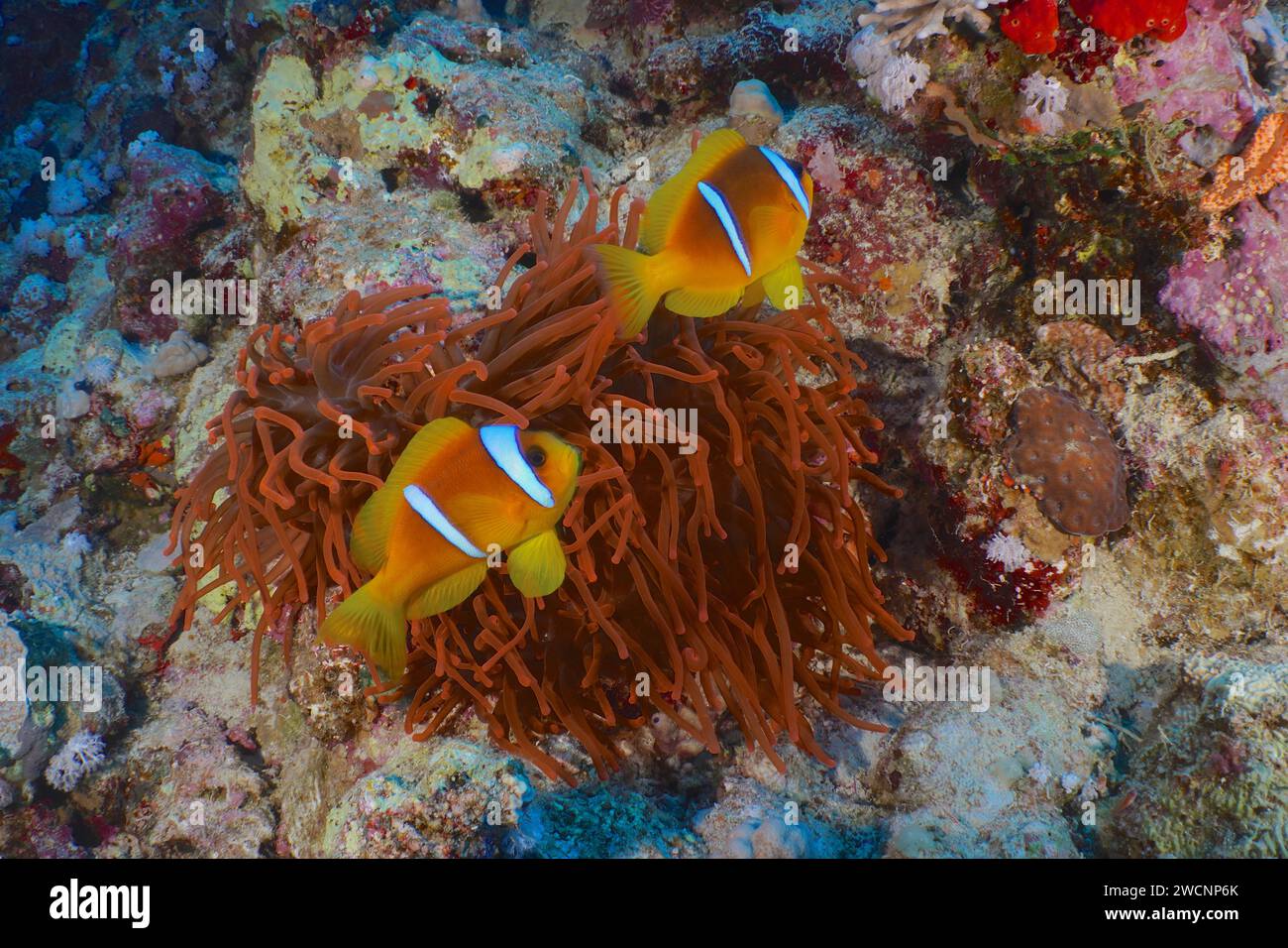 Pair of red sea clownfish (Amphiprion bicinctus) at its fluorescent bubble-tip anemone (Entacmaea quadricolor), dive site House Reef, Mangrove Bay Stock Photo