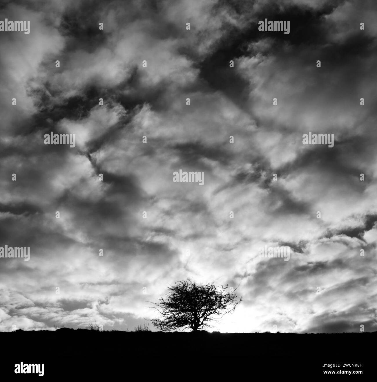 tree silhouette against dramatic sky Stock Photo - Alamy