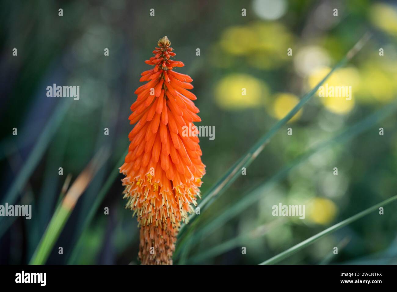 Closeup of tropical and vibrant orange flower.  Common name Red Hot Fire Poker.   Background out of focus. Stock Photo