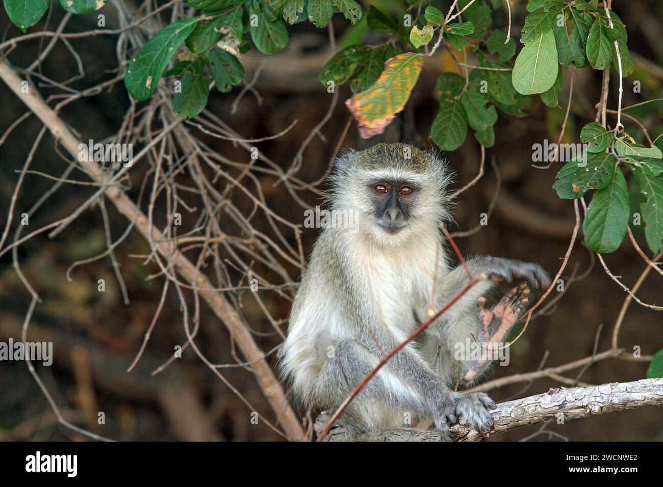 Green monkey (Chlorocebus sabaeus), Zambia Stock Photo - Alamy