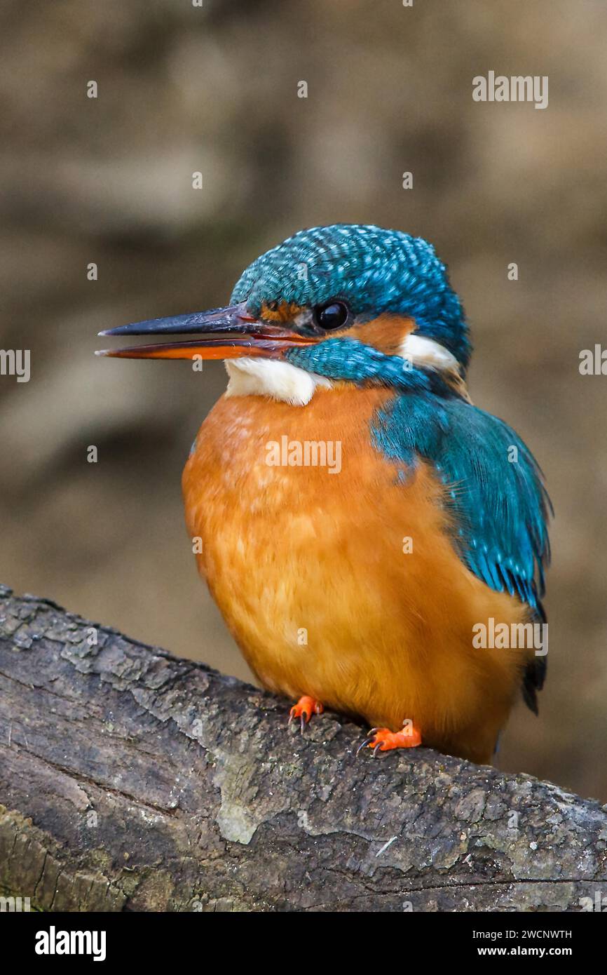 Common kingfisher (Alcedo atthis) female, South Africa Stock Photo