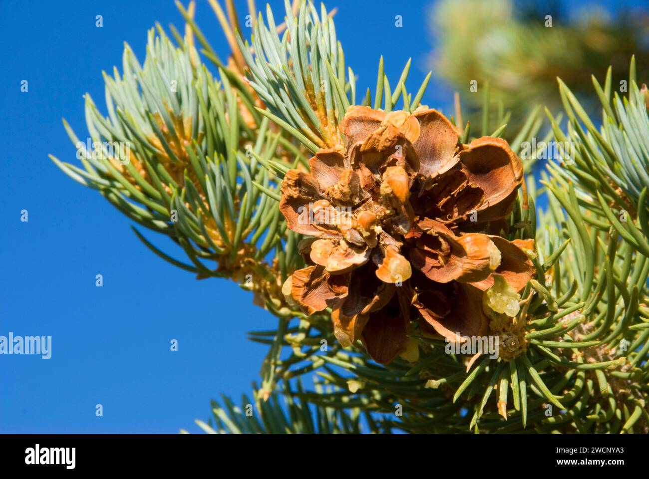 Pinyon pinecone, Ancient Bristlecone Pine Forest, Ancient Bristlecone National Scenic Byway, Inyo National Forest, California Stock Photo