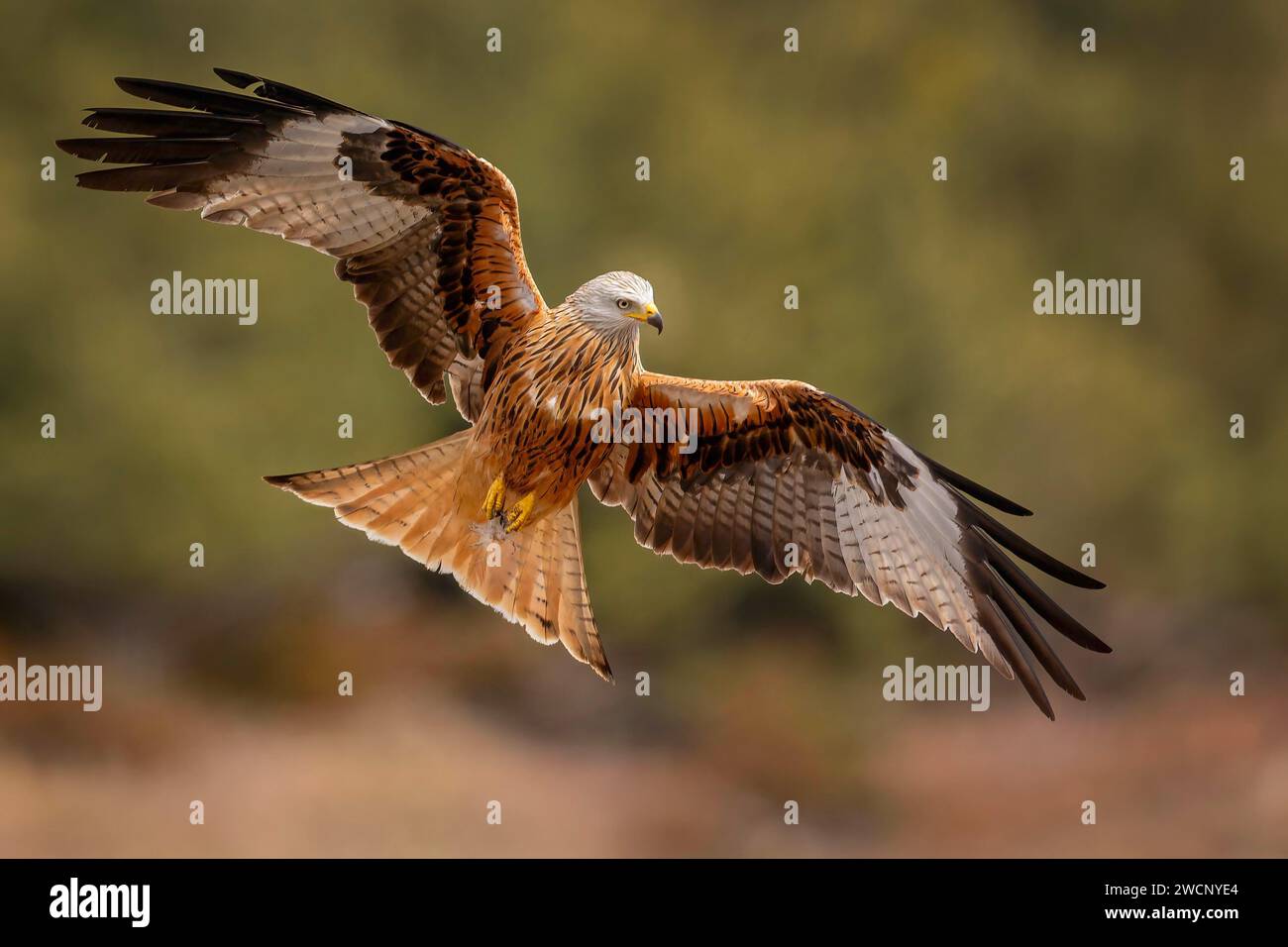 Red Kite (Milvus milvus), Red Kite, Montagu's Harrier, Harrier, foraging, wings spread, hunting, in flight, Terres de Lleida, Catalan Pyrenees, Spain Stock Photo