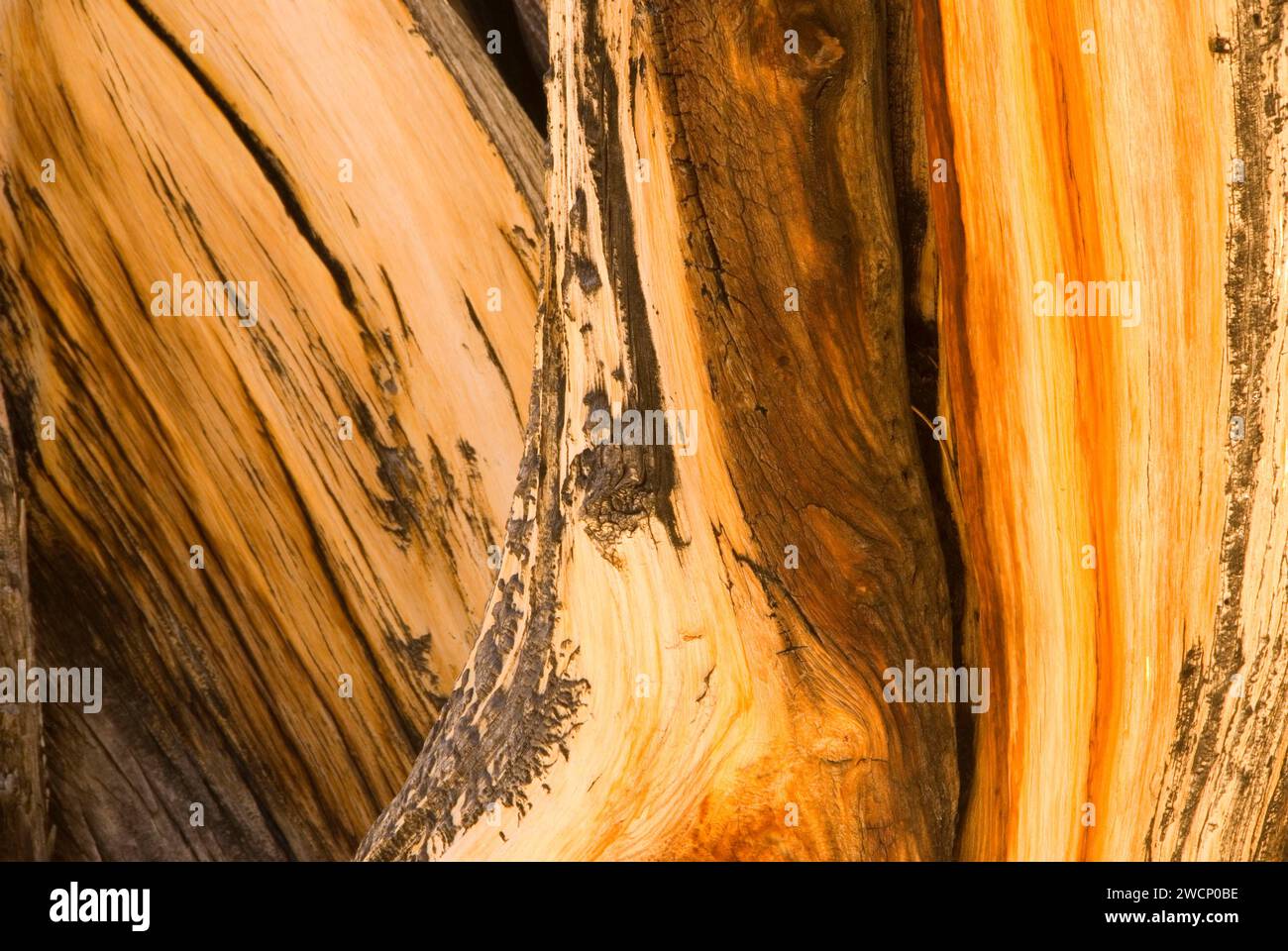 Bristlecone pine wood, Ancient Bristlecone Pine Forest, Ancient Bristlecone National Scenic Byway, Inyo National Forest, California Stock Photo