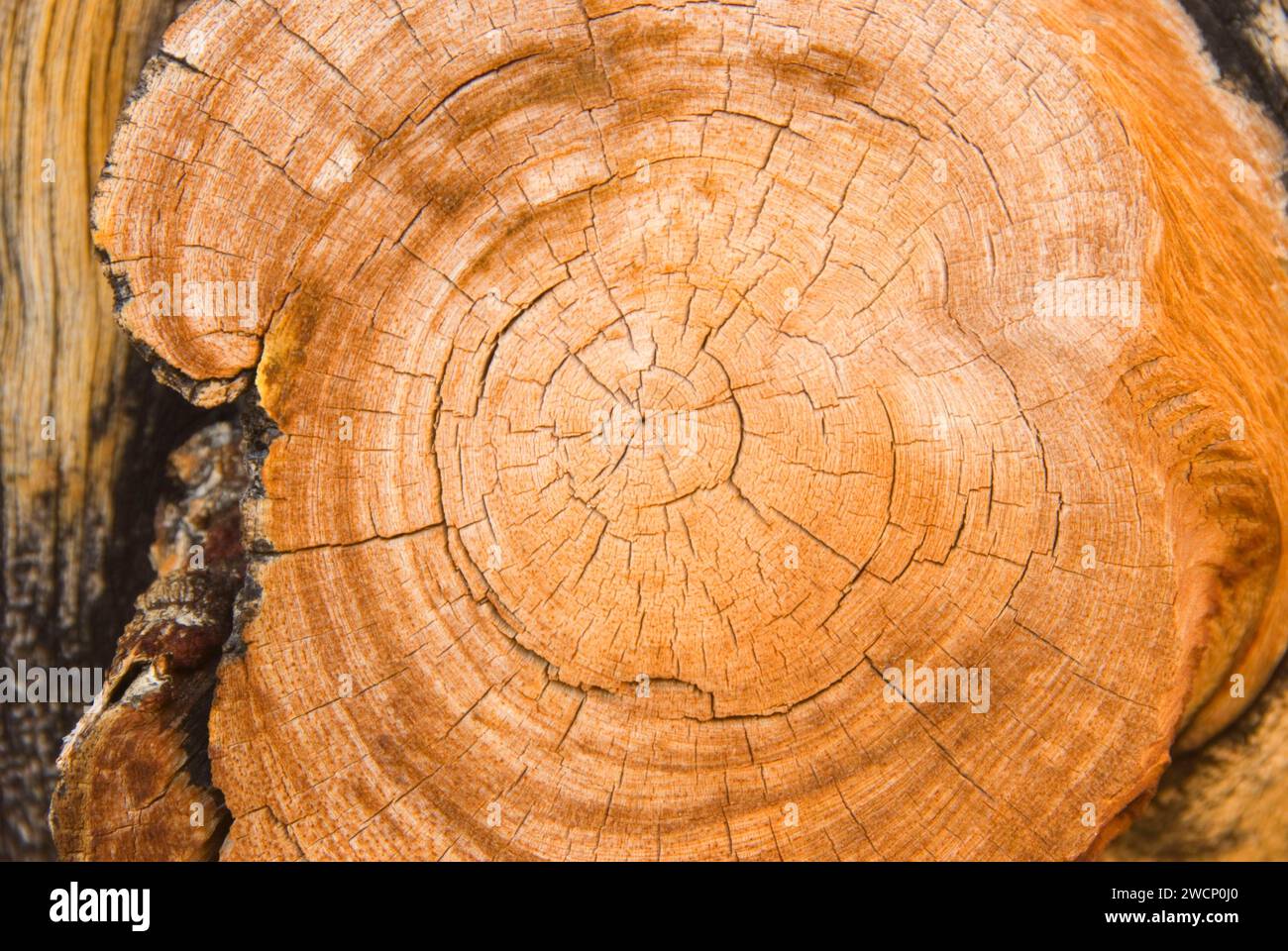 Bristlecone pine cut showing tree rings, Ancient Bristlecone Pine Forest, Ancient Bristlecone National Scenic Byway, Inyo National Forest, California Stock Photo