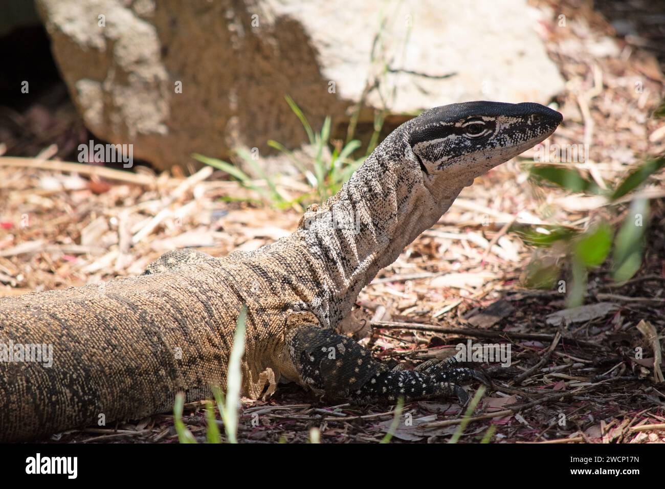 Rosenberg's monitor lizards have elongated head and neck, a relatively