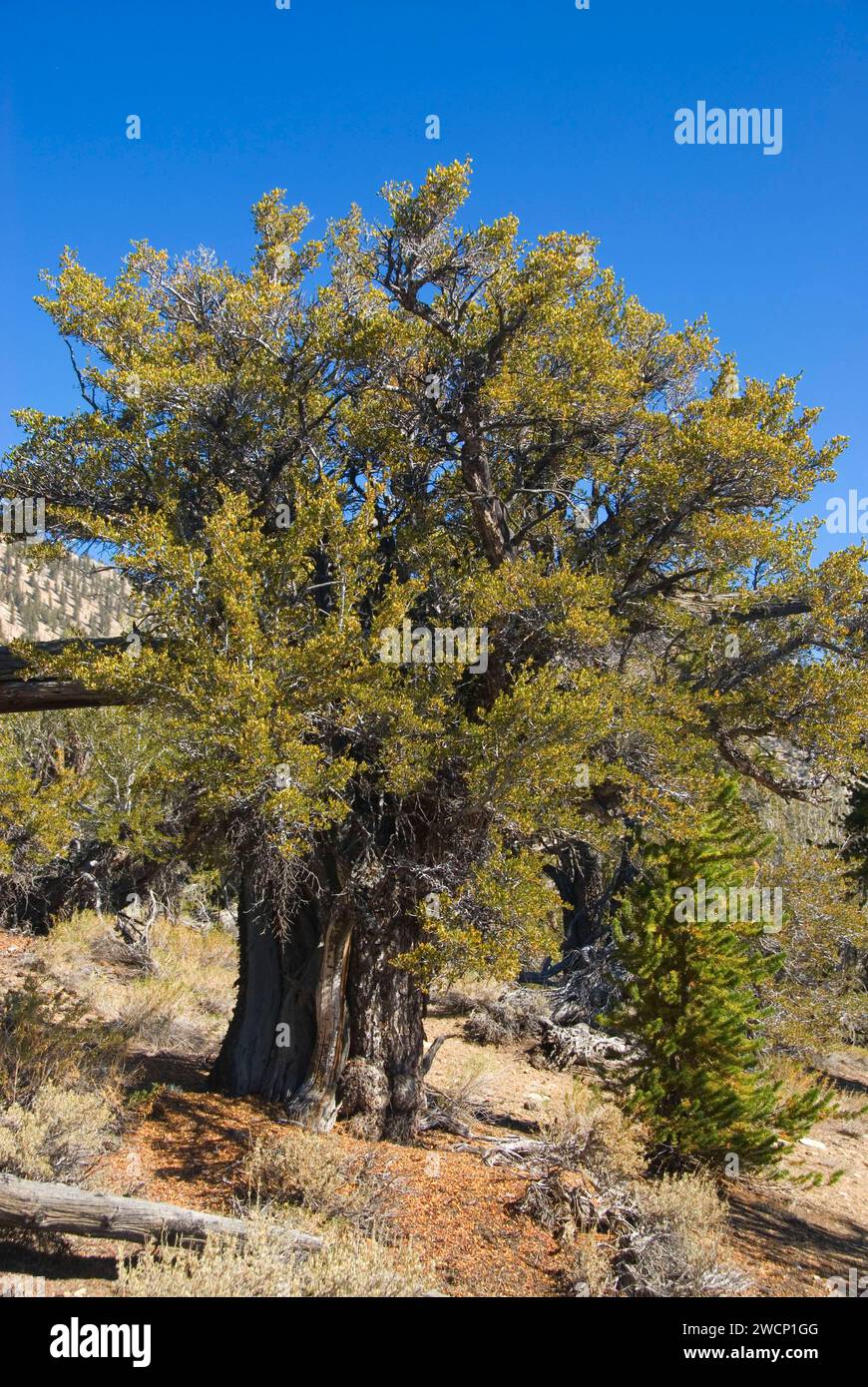 Mountain mahogony along Methuselah Walk National Recreation Trail, Ancient Bristlecone Pine Forest, Inyo National Forest, California Stock Photo
