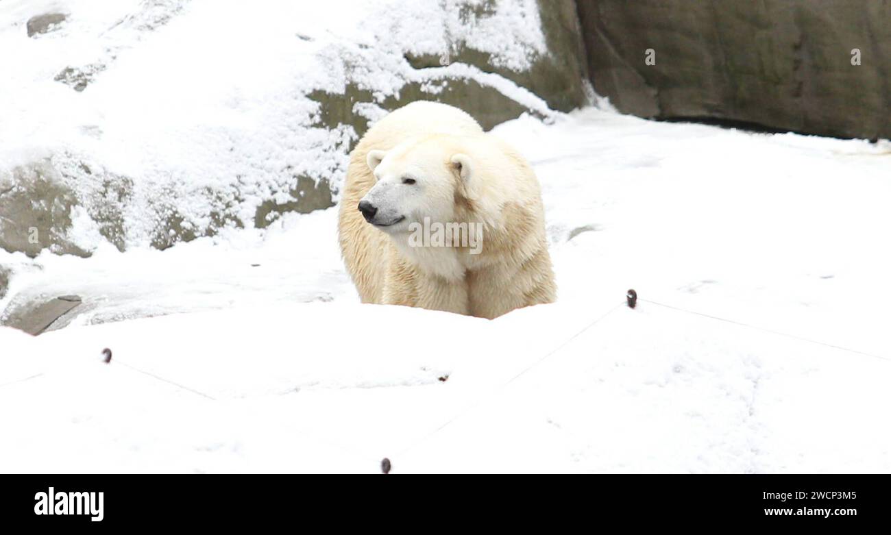 Eisbärin Anouk läuft in der verschneiten Eislandschaft im Tierpark Hagenbeck entlang. Stellingen Hamburg *** Polar bear Anouk walks along the snowy ice landscape at Hagenbeck Zoo Stellingen Hamburg Stock Photo