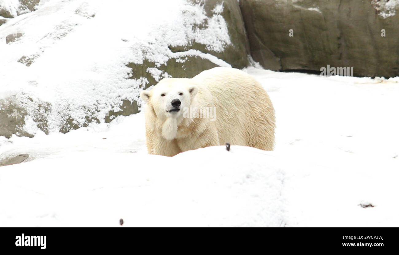 Eisbärin Anouk läuft in der verschneiten Eislandschaft im Tierpark Hagenbeck entlang. Stellingen Hamburg *** Polar bear Anouk walks along the snowy ice landscape at Hagenbeck Zoo Stellingen Hamburg Stock Photo