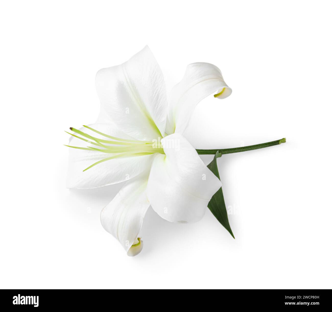 Beautiful lily flower on white background Stock Photo - Alamy
