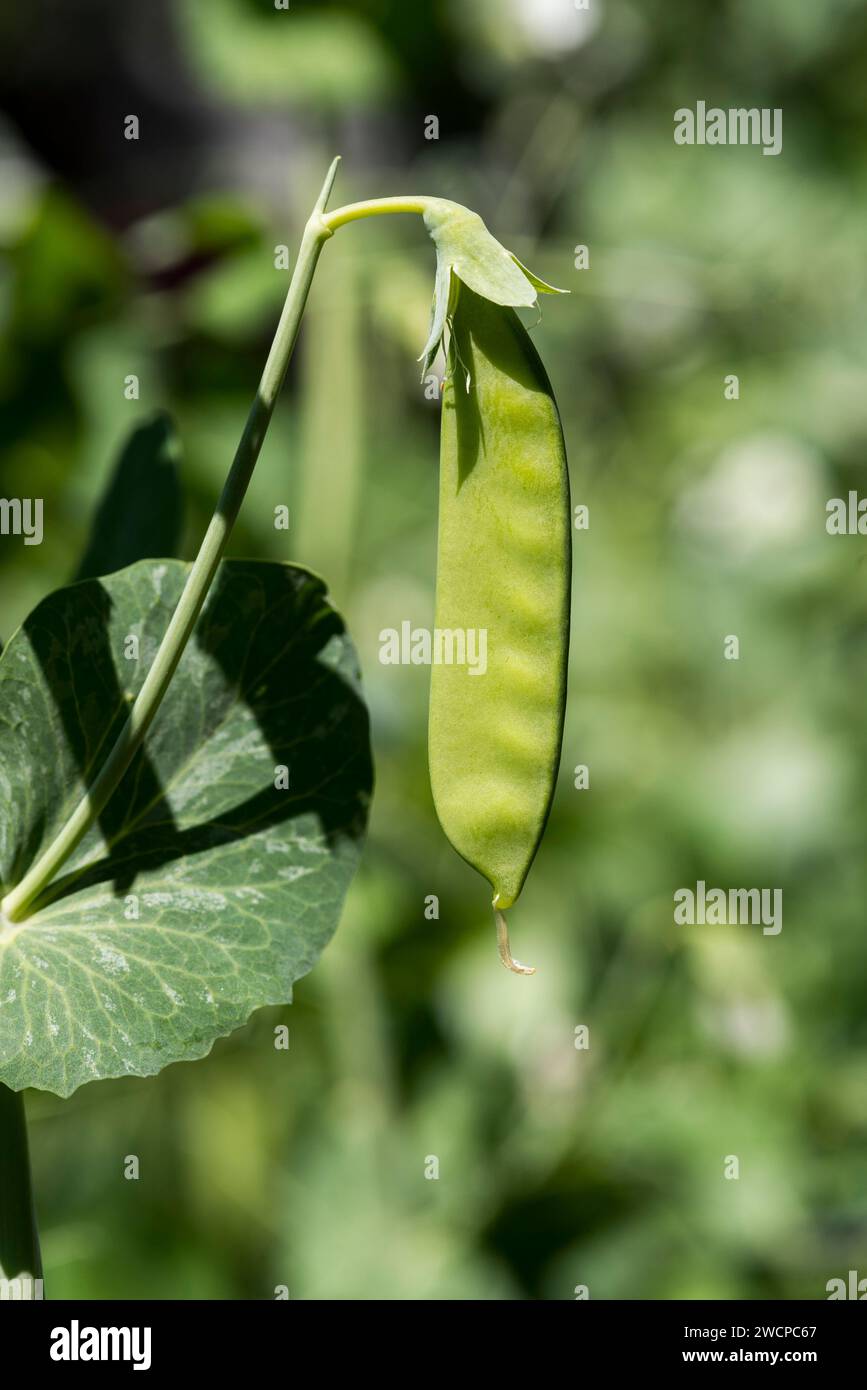 Organic vine grown green peas in early stages of pod maturity. The