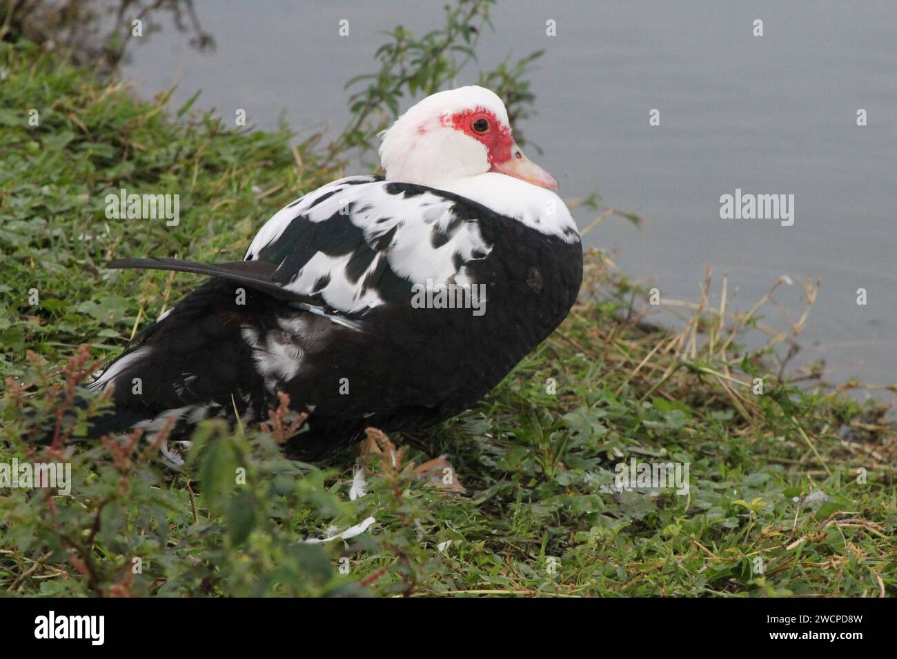 Muscovy duck white and black color resting beside the lake Stock Photo